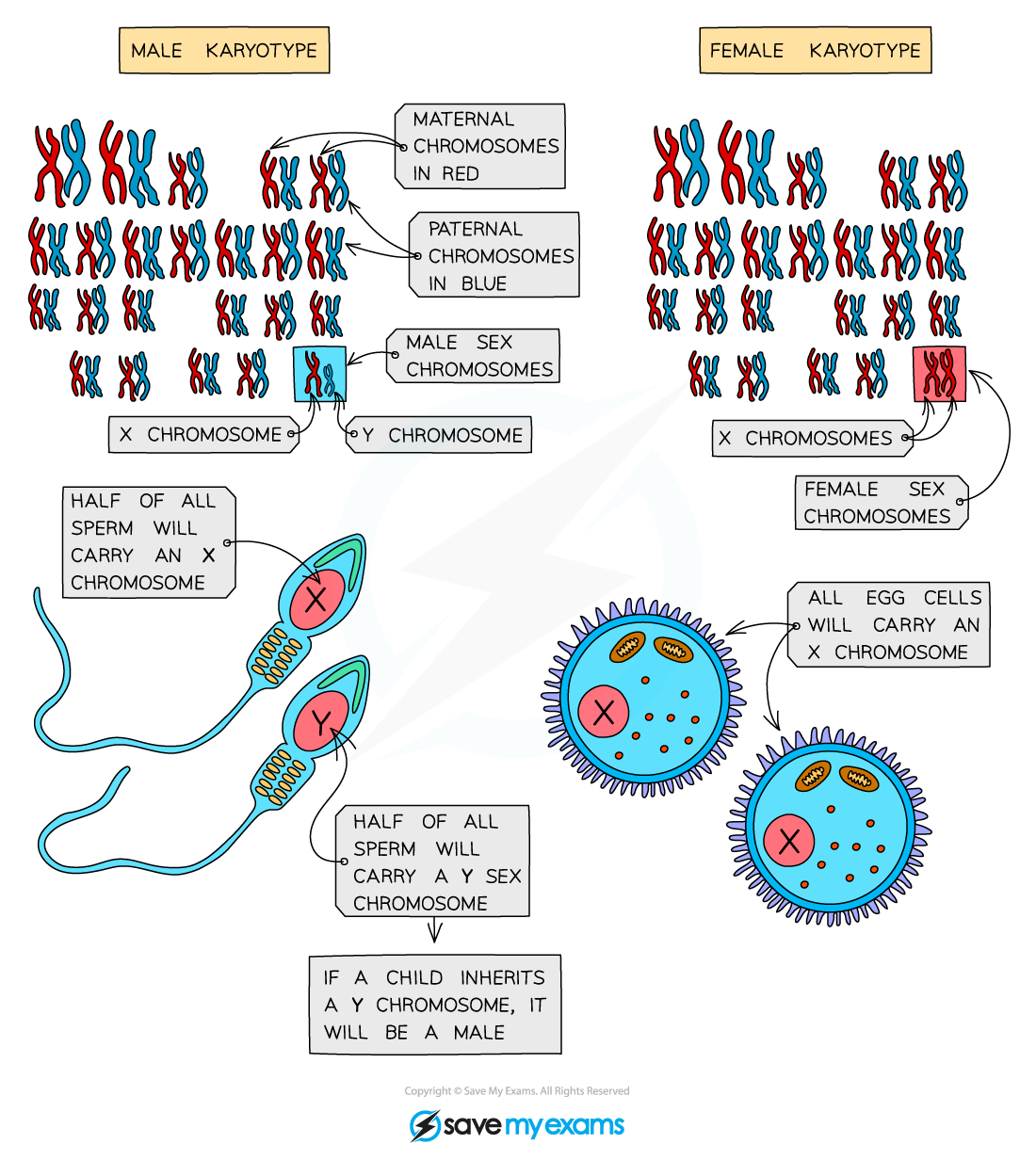 Sex chromosomes_1, downloadable IB Biology revision notes