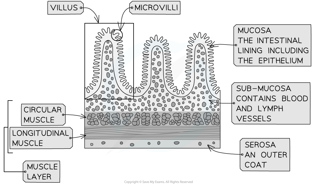 Structure of the wall of the small intestine, downloadable IB Biology revision notes