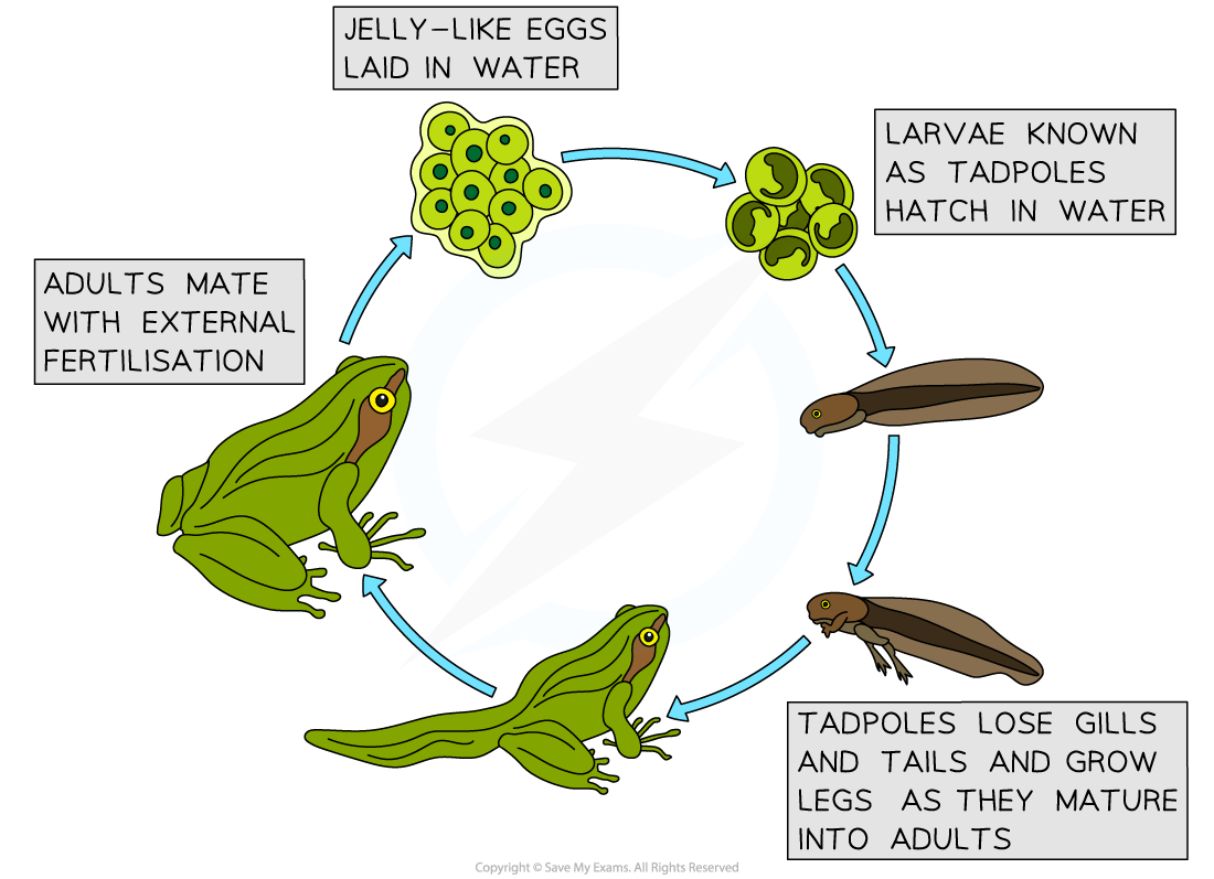 The amphibian life-cycle, downloadable IB Biology revision notes