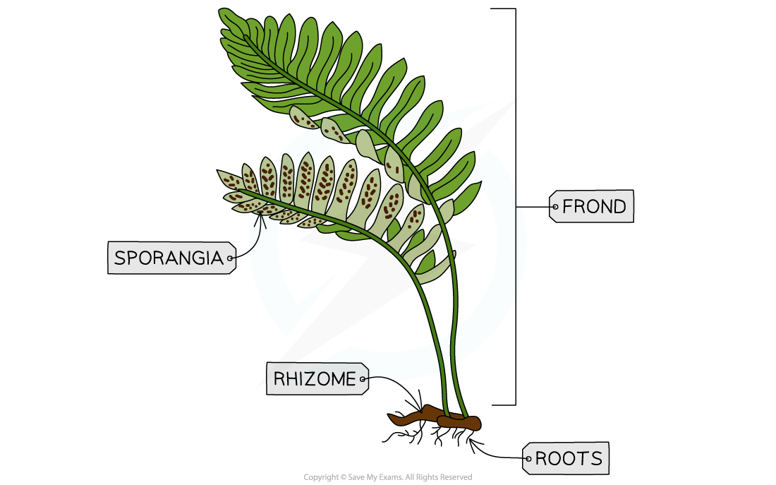 The filicinophytes, downloadable IB Biology revision notes