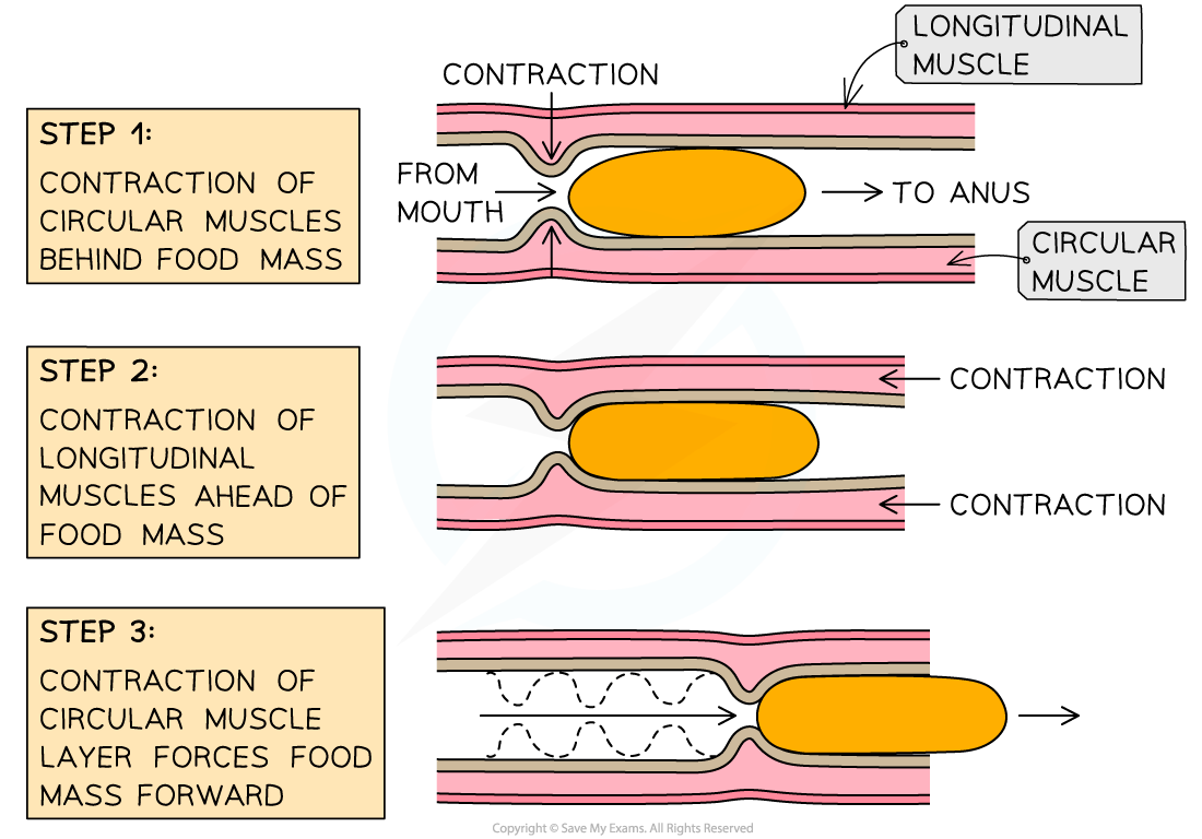 The mechanism of peristalsis_1, downloadable IB Biology revision notes