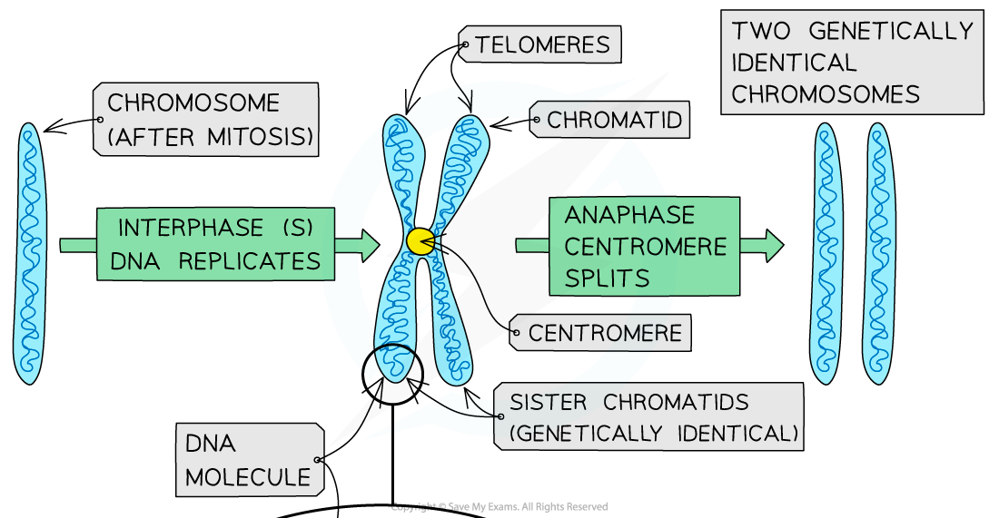 The structure of a chromosome at different stages of mitosis 1_1, downloadable IB Biology revision notes