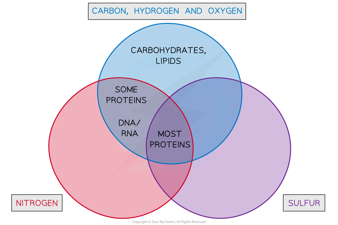 Using the Presence of Various Atoms, downloadable IB Biology revision notes