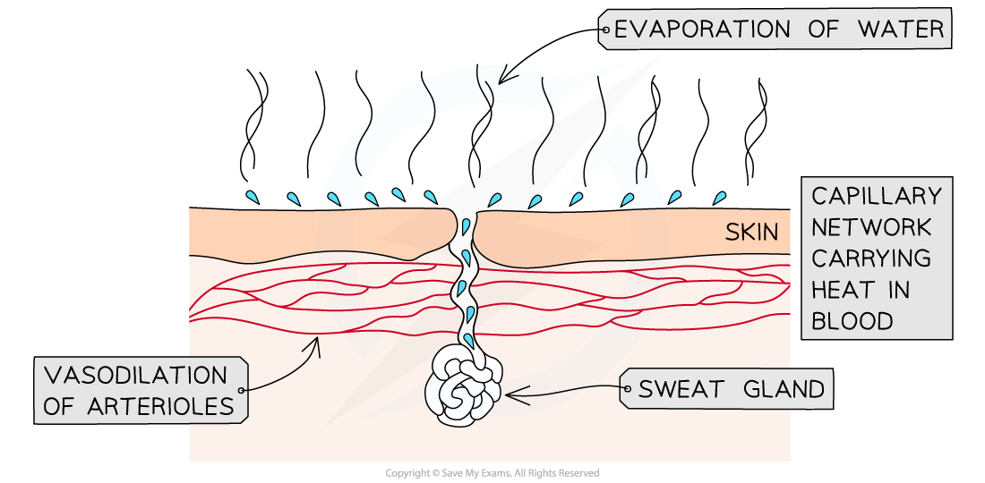 Water as a Coolant, downloadable IB Biology revision notes