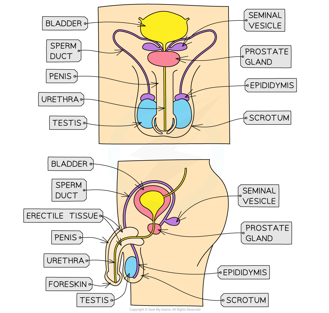 male reproductive system for IB, downloadable IB Biology revision notes