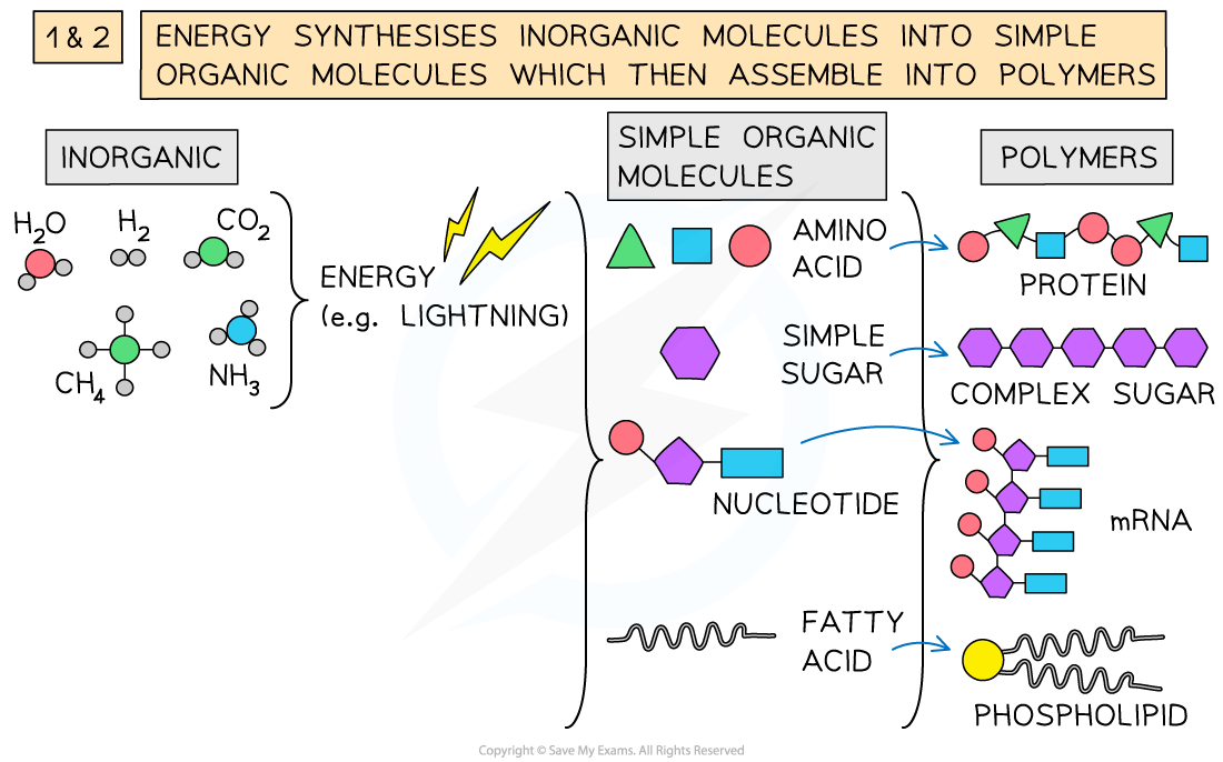 1.2.1 The three key stages involved in life arising from non-living materials 1, downloadable IB Biology revision notes