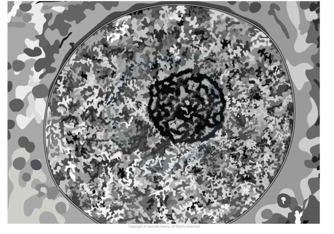 1.3.6 TEM of a plasma membrane suggests evidence for Davson-Danielli's model, downloadable IB Biology revision notes