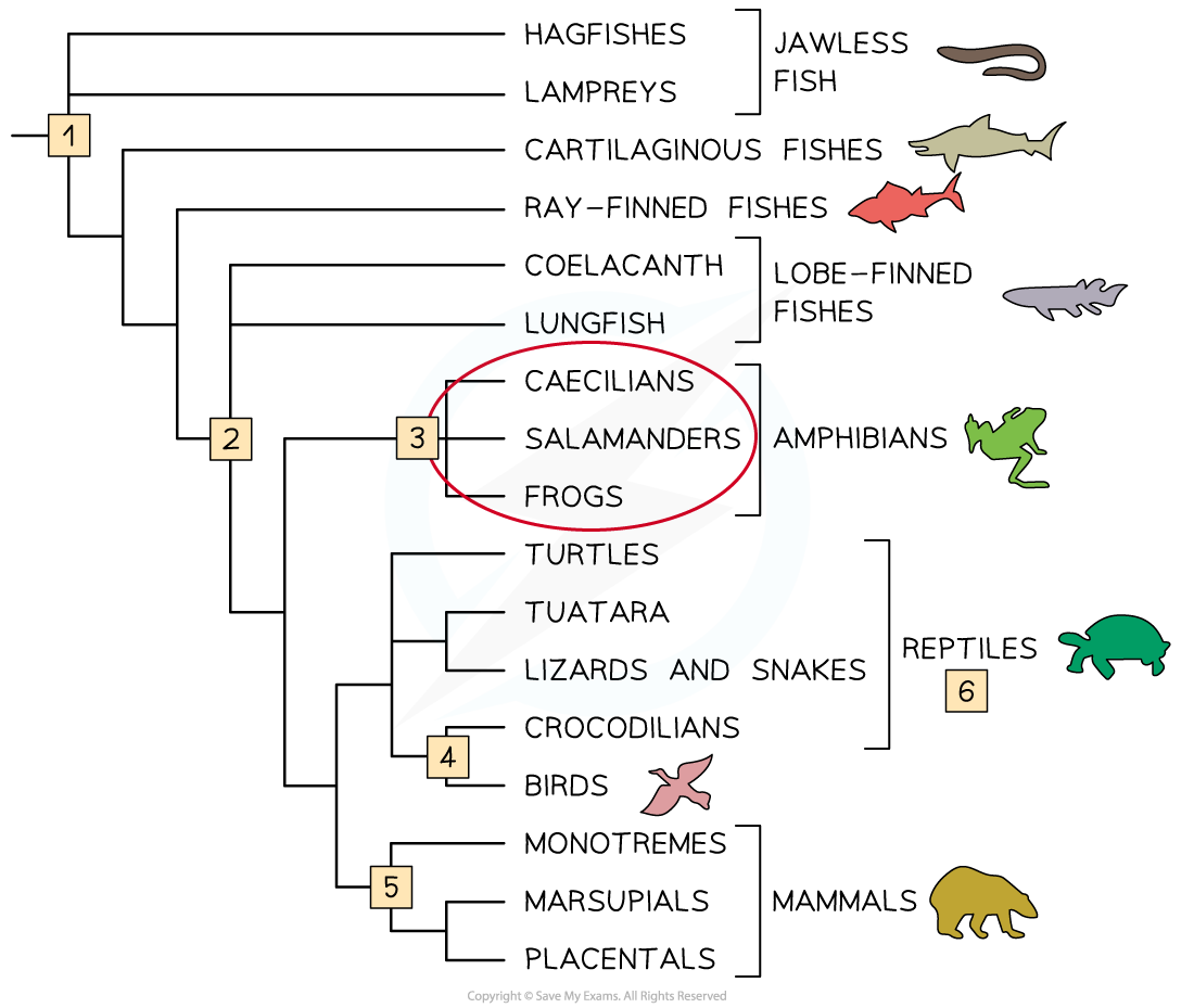 5.2.7 Analysis of Cladograms 1, downloadable IB Biology revision notes