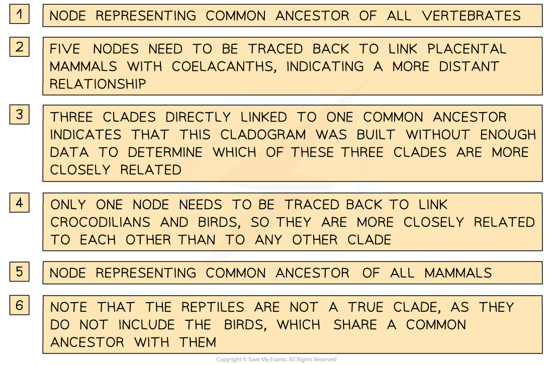 5.2.7 Analysis of Cladograms 2, downloadable IB Biology revision notes