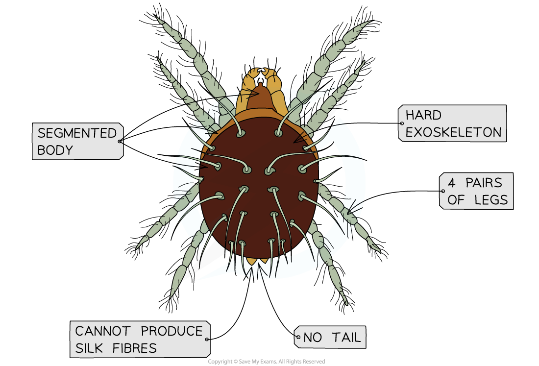 A mite that will be identified using a dichotomous key