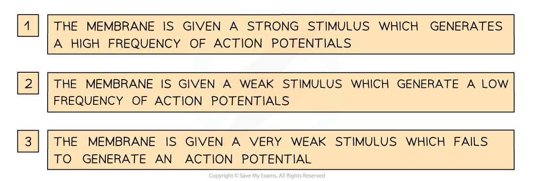 6.5.2 Threshold Potential 2, downloadable IB Biology revision notes