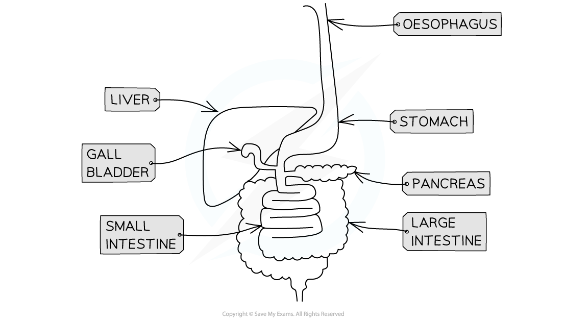 Annotated diagram of the digestive system_1, downloadable IB Biology revision notes