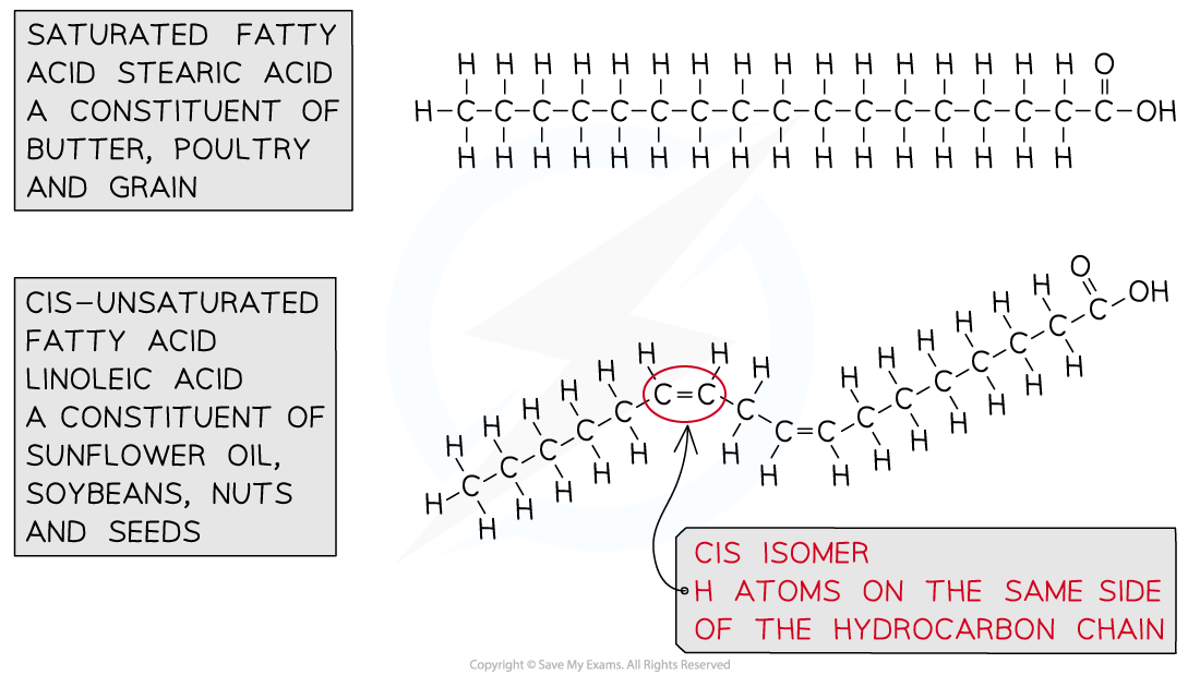 Cis- Fatty Acid Structure, downloadable IB Biology revision notes