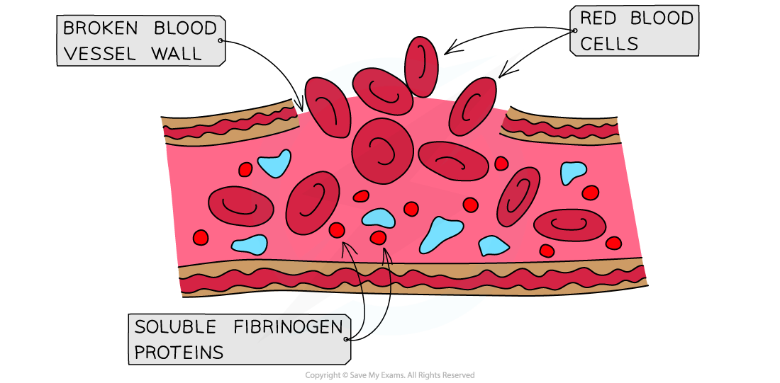 Clotting factors and blood clot formation 1, downloadable IB Biology revision notes