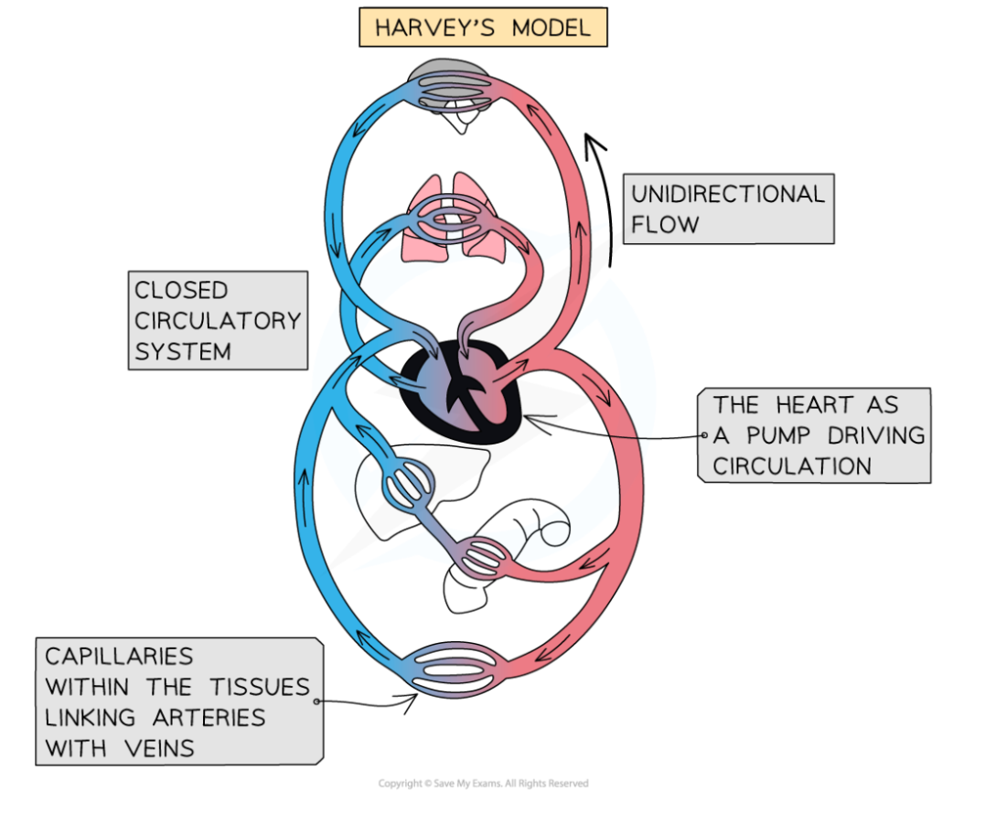 Comparing-Galen-and-Harveys-models-of-circulation-2, downloadable IB Biology revision notes