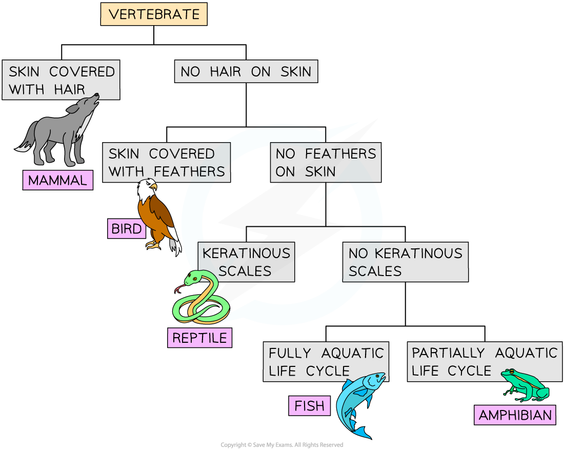 An example of a branched dichotomous key