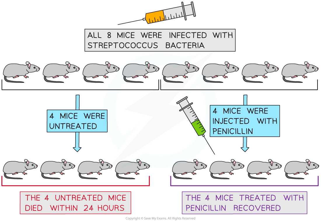 Florey and Chains experiments with penicillin, downloadable IB Biology revision notes