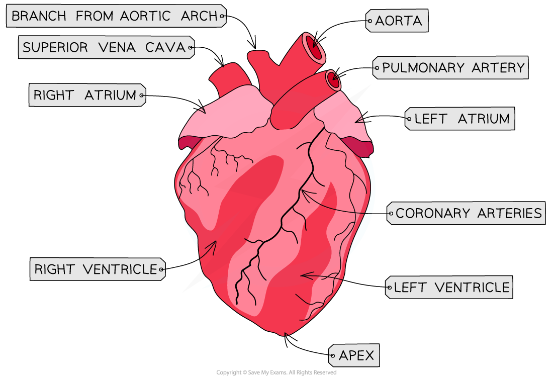 Heart Dissection 1, downloadable IB Biology revision notes