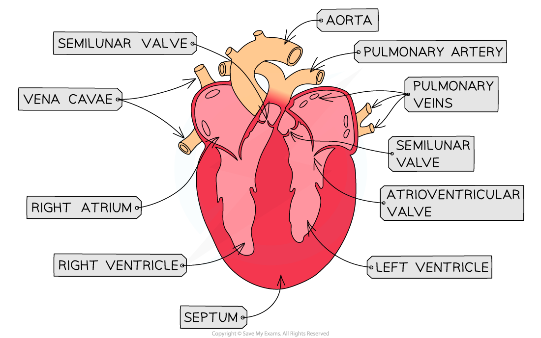 Heart Dissection 2, downloadable IB Biology revision notes