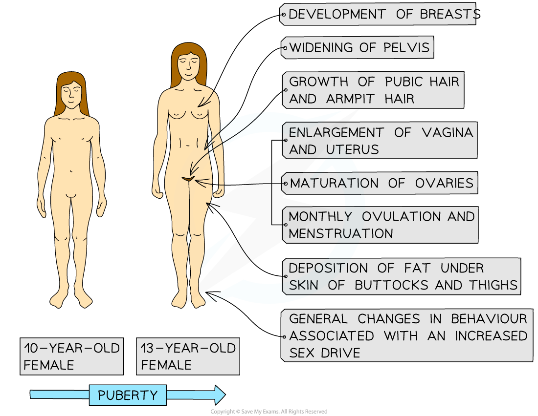 Human female secondary sexual characteristics, downloadable IB Biology revision notes