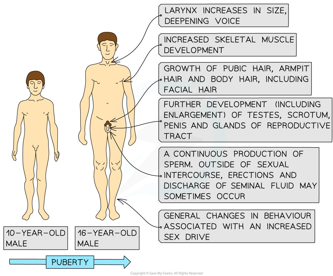 Human male secondary sexual characteristics, downloadable IB Biology revision notes