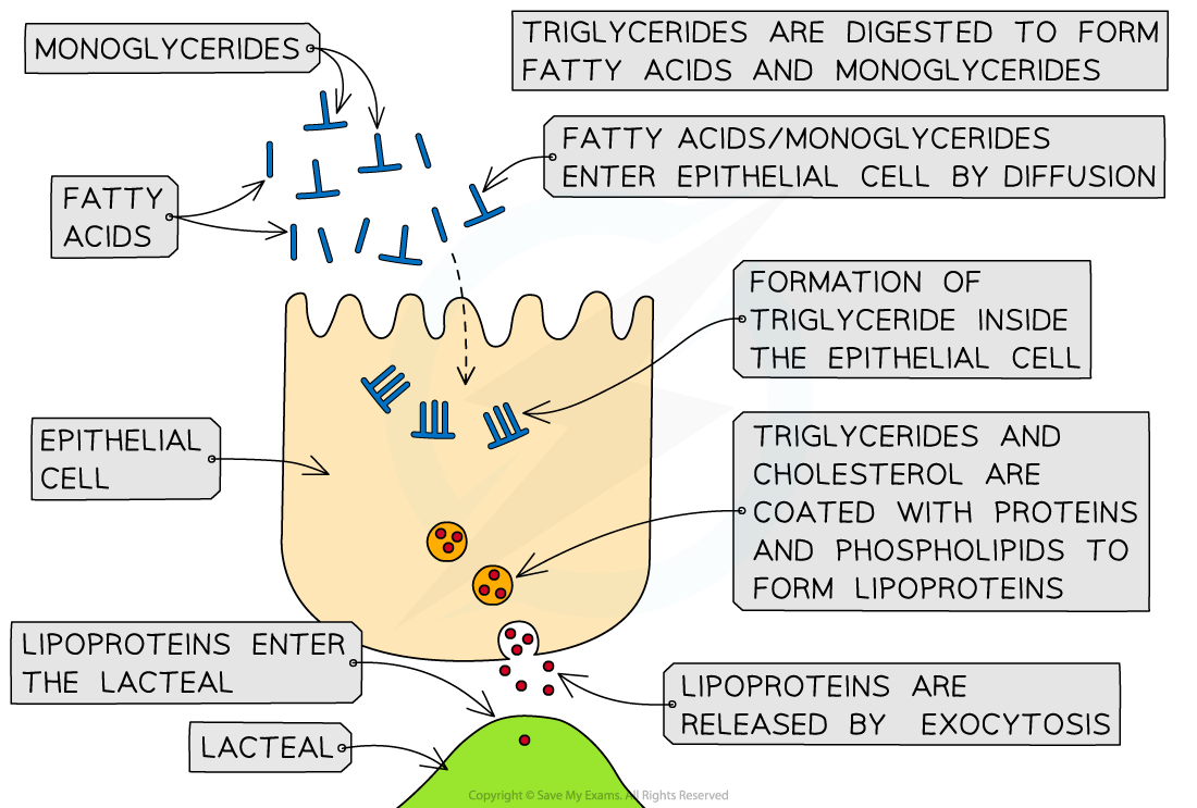 IB absorption of lipids, downloadable IB Biology revision notes