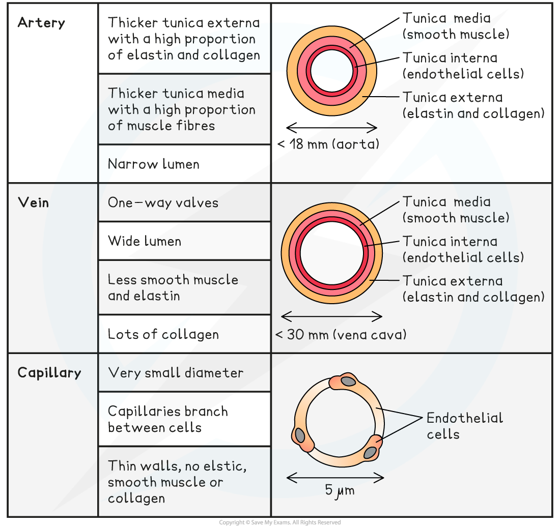 Identifying blood vessels, downloadable IB Biology revision notes