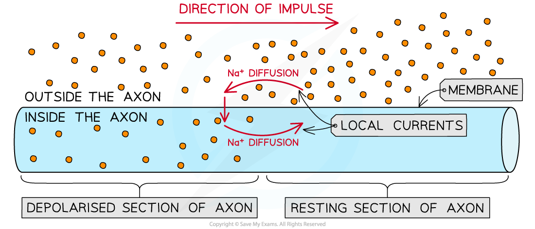 Local currents, downloadable IB Biology revision notes