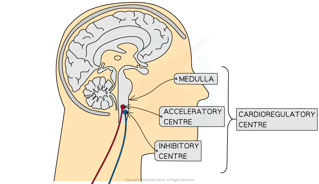 Nervous system control of heart rate 1, downloadable IB Biology revision notes