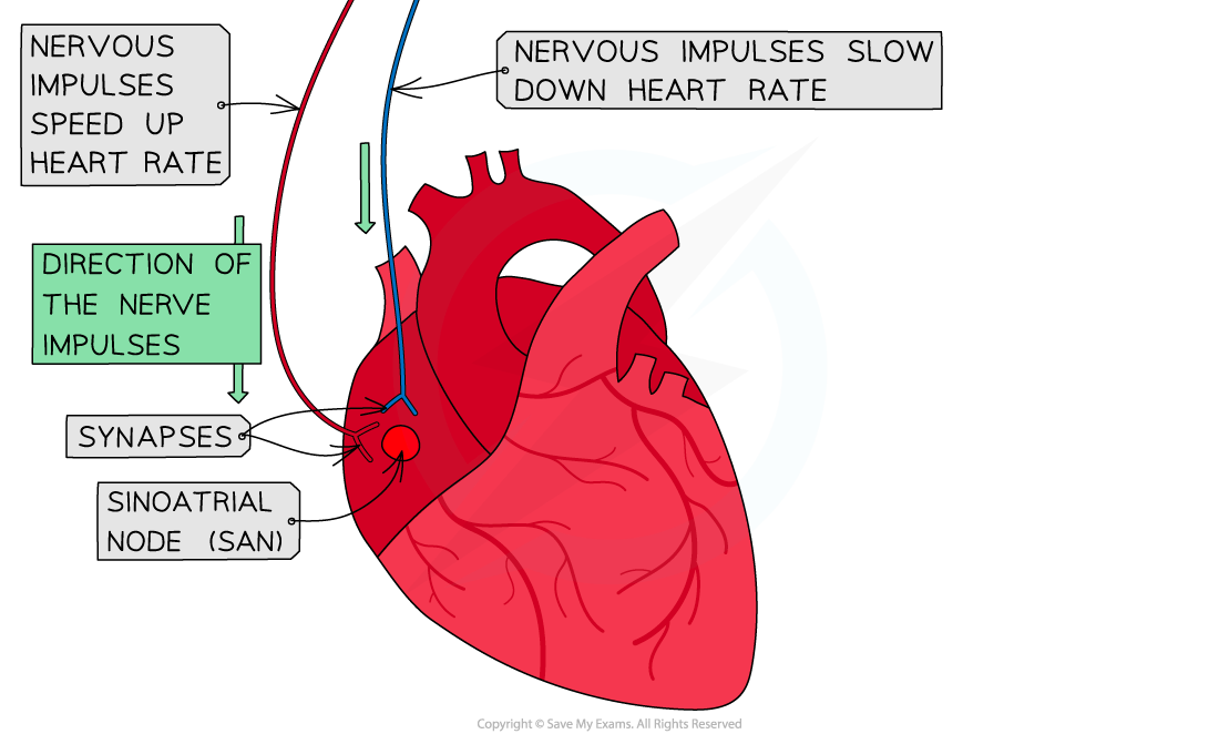 Nervous system control of heart rate 2, downloadable IB Biology revision notes