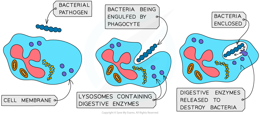 Phagocytic white blood cells