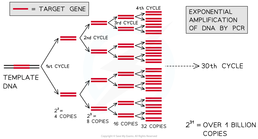 Polymerase Chain Reaction (PCR)_1, downloadable IB Biology revision notes