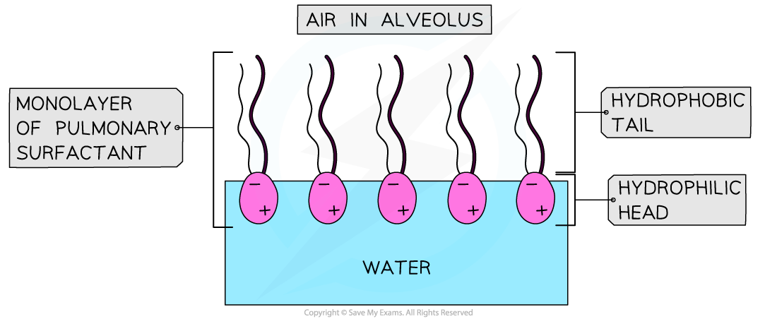 Pulmonary surfactant, downloadable IB Biology revision notes