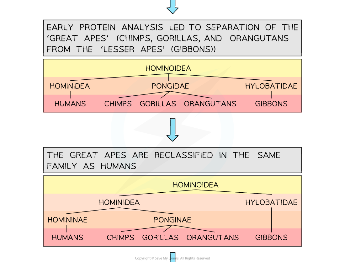 Reclassification 2_1, downloadable IB Biology revision notes