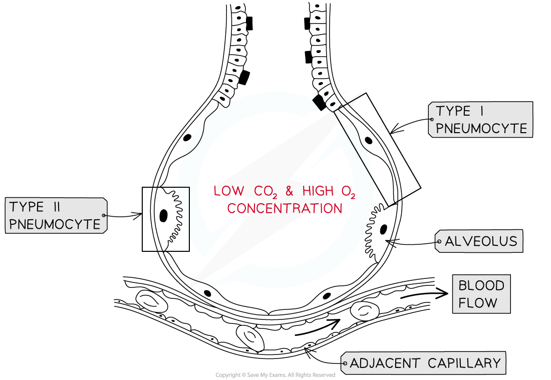 Single alveolus and adjacent capillary, downloadable IB Biology revision notes