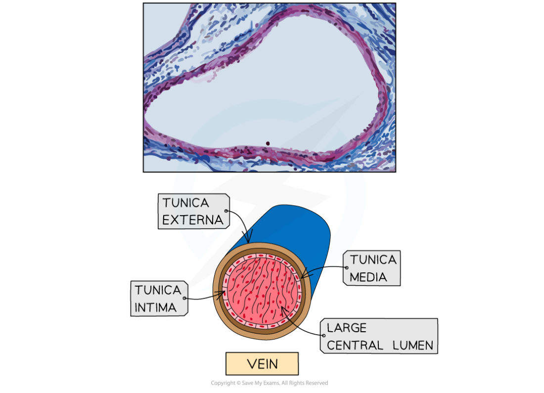 The Structure of a Vein, downloadable IB Biology revision notes