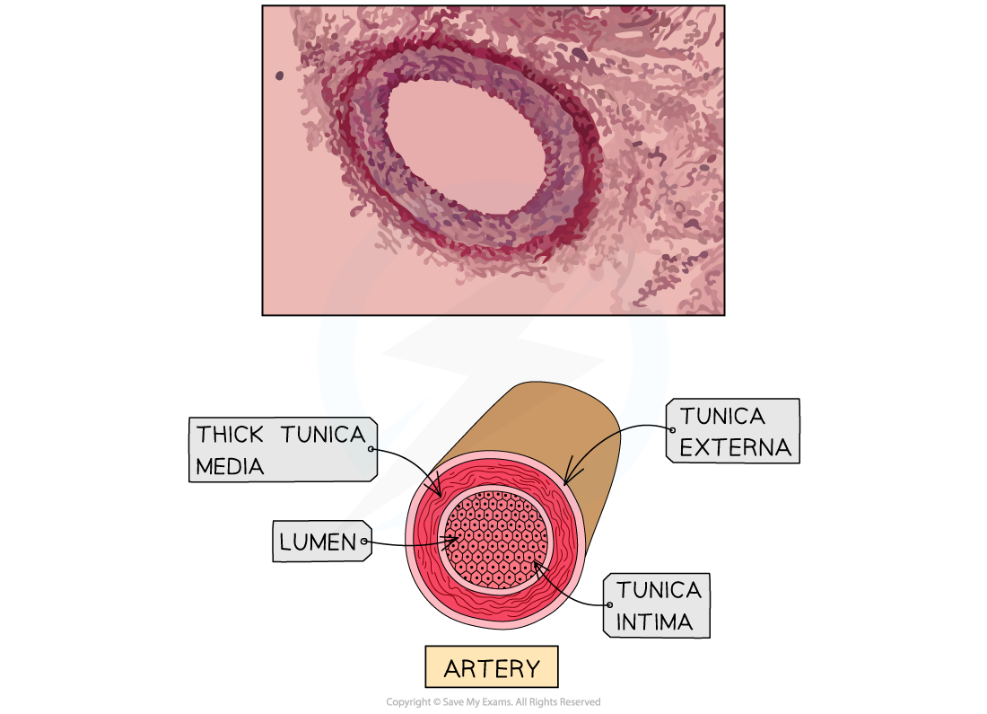 The Structure of an Artery, downloadable IB Biology revision notes