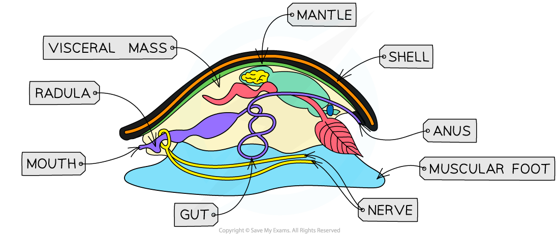 The body structure of snails_1, downloadable IB Biology revision notes