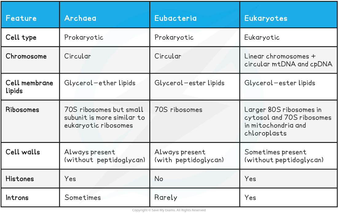 The features of the three domains comparison table_1, downloadable IB Biology revision notes