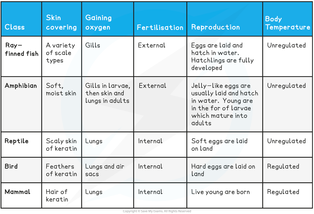 Vertebrate features table_1, downloadable IB Biology revision notes