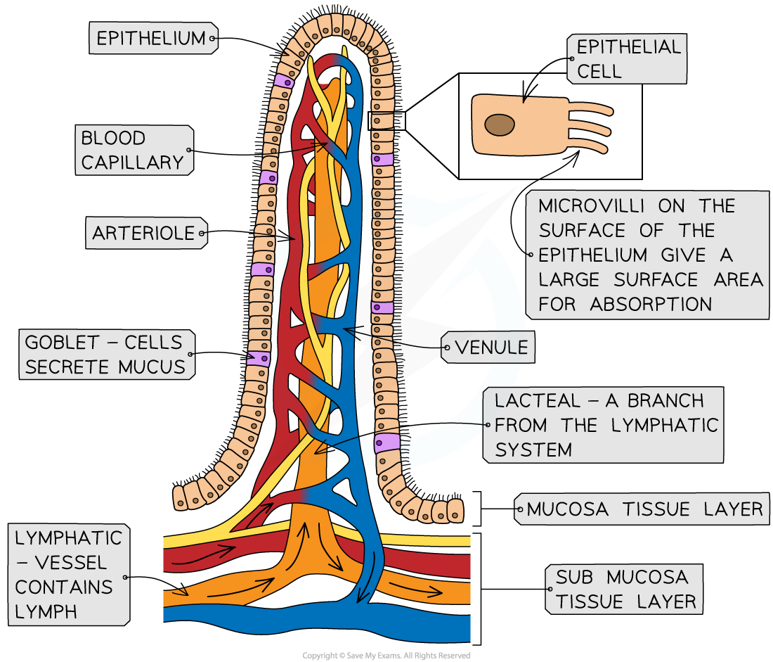 Villi_ Increasing the Surface Area, downloadable IB Biology revision notes