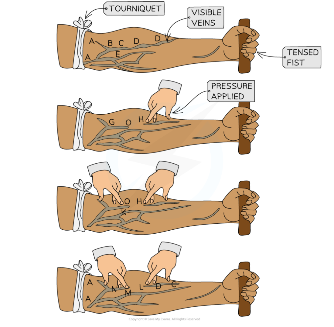 William Harvey’s blood flow experiment, downloadable IB Biology revision notes